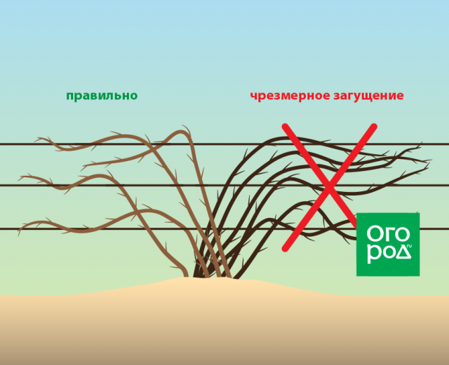 Ежевика обрезка осенью для начинающих схема